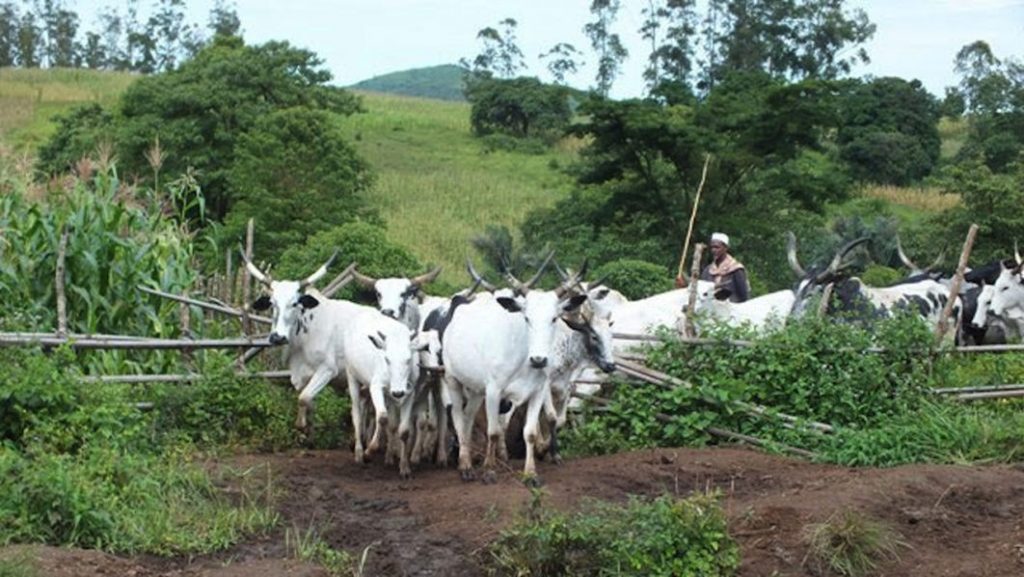 Herders/Farmers crisis: Senate canvasses FG funded ranches